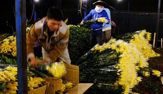 Đà Lạt: Trắng đêm thu hoạch hoa Tết chở về xuôi, công cắt hoa tăng gấp 3 lần - ảnh2